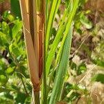 Image result for Phragmites mauritianus