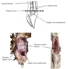 It begins in the posterior compartment of the jugular foramen, at the base of the skull. Bleeding Humane Slaughter Association