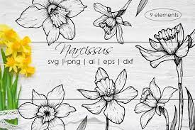 Narcissus Flowers And Leaves Svg Png Hand Drawn Doodle 791611 Cut Files Design Bundles