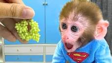 Baby Monkey Bon Bon Eats Mini Fruit and playing with the puppy and ...