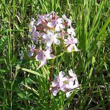 Go to flowers by colour go to white flowers go to blue flowers go to yellow flowers go to red or pink flowers go to green flowers go to orange flowers go to index page. Bouncing Bet Friends Of Sleeping Bear Dunes