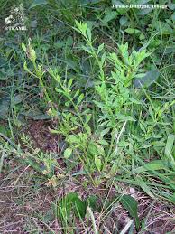 Image result for Scoparia dulcis