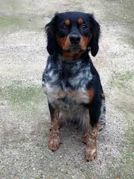 Epagneul Breton Brittany Spaniel Puppies Brittany Spaniel Dogs Bird Dogs