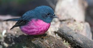 Pink Robin Petroica Rodinogaster In Tasmania Australia By Nikki Long Bird Robin Bird Bird Silhouette