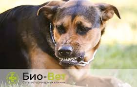 psihozy u sobak bio vet