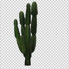 The shamanic powers of the peruvian san pedro cactus. Cactaceae San Pedro Cactus Icon Png Clipart Cactus Cactus Cartoon Cactus Flower Cactus Watercolor Cartoon Cactus