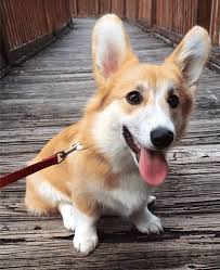 Cute Corgi Dog Gif abyss anime fairy tail. cute corgi dog