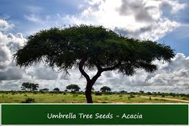 Image result for Acacia borleae
