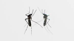 Aziatische tijgermuggen kunnen mogelijk ziekten overdragen zoals dengue (knokkelkoorts). Slinkse Methode Verlost Twee Chinese Eilanden Van Ziekmakende Tijgermug Nos