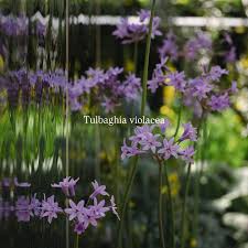 Image result for Rotheca violacea