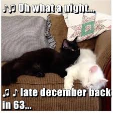 Oh What A Night Late December Back In 63 Funny Cat Memes Silly Cats Bones Funny