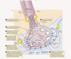 A Blog For Biology Students Who Is Preparing For Board Exam And Other Competitive Examinations T Human Anatomy And Physiology Physiology Anatomy And Physiology