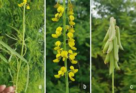 Image result for Crotalaria pudica