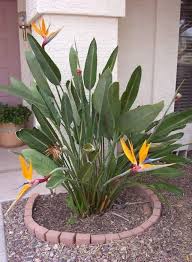 Bird Of Paradise Plant Care Indoors Eggeth Home Reference Birds Of Paradise Plant Paradise Plant Plants