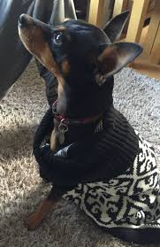 Trying On A Hand Me Down Jumper Miniature Pinscher Dog Miniature Pinscher Mini Pinscher