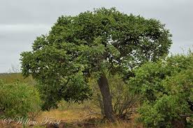 Image result for Lannea discolor