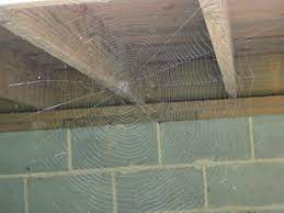 Maybe you would like to learn more about one of these? In The Basement Spider Web Spider Webs