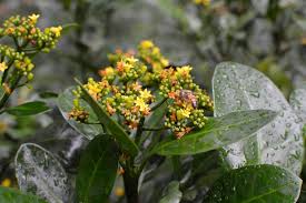 Image result for Psychotria peduncularis