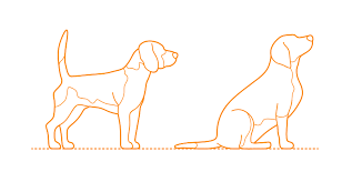 Here is a video of how to draw a sitting dog. Beagle Dimensions Drawings Dimensions Com