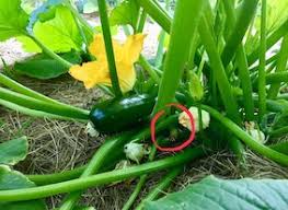 Check spelling or type a new query. Why Small Squash Rot On The Stem Planters Place
