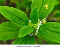 Image result for Spermacoce mauritiana