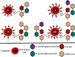 Abo Blood Group System Wikipedia