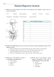 Digestive system gizmo quiz answer key + my pdf collection digestive system gizmo quiz answer key. T H E D I G E S T I V E S Y S T E M W O R K S H E E T A N S W E R S Zonealarm Results