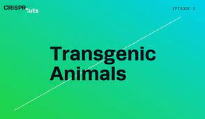 Transgenic organisms contain foreign dna that has been introduced using biotechnology. Crispr Edited Transgenic Animals