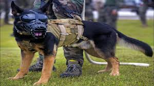 Alman Kurdu Efsanesi Alman Shepherd Dogs Coban Koruma Bekci Kopegi Guard And Strongest Dog Youtube