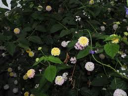 Image result for Lantana ukambensis