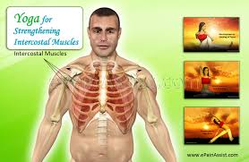 Symptoms include tenderness and pain when touching the chest area. Yoga For Strengthening Intercostal Muscles Cow Face Marichy Asana Gate Pose