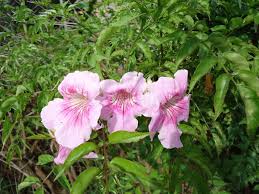 Image result for Podranea brycei