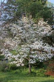 'cherokee princess' dogwood is a standard tree in many gardens where it is used by the patio for light shade, in the shrub border to add spring and fall color or as a. Dogwood Tree Food When And How To Fertilize Dogwoods