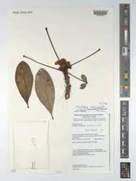 Image result for Oldfieldia dactylophylla