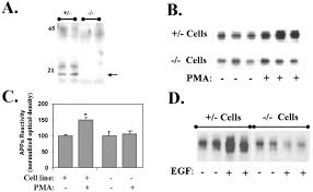 An animal cell that lacks a rough endoplasmic reticulum would be unable to perform which function. Regulation Of Amyloid Precursor Protein Processing By Presenilin 1 Ps1 And Ps2 In Ps1 Knockout Cells Journal Of Biological Chemistry