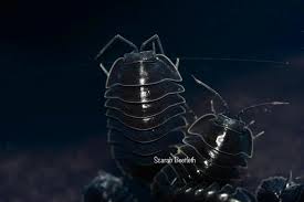 Image result for Alinula sp.