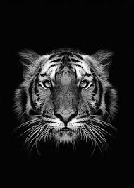 Black Tiger Tiger Pictures White Tiger Tattoo Tiger Drawing