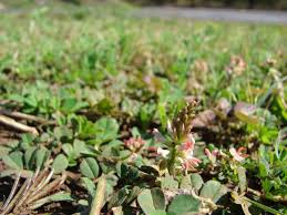 Image result for Indigofera oxalidea