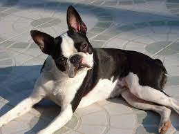 List Of Chihuahua Mixes With Pictures Best Small Dogs Boston Terrier Dog Best Dog Breeds