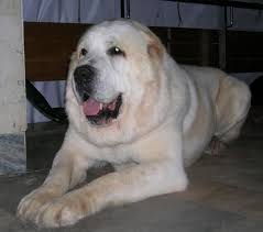 fotodoska tomsk sajt besplatnyh obyavlenij krupnye porody sobak bolshie sobaki sobaki