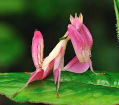 Green Living The Orchid Mantis Or Walking Flower Mantis Orchid Mantis Praying Mantis Orchids