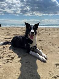 It is a day to encourage people to adopt dogs, instead of buying them from pet stores or shops. 26 August International Dog Day Wanted In Milan