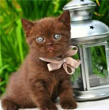 Epingle Par Isacoton Sur Chat Chats Adorables Chats Et Chatons Chat Mignon
