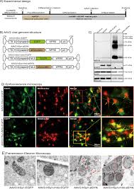 Mitochondrial Damage By A Synuclein Causes Cell Death In Human Dopaminergic Neurons Cell Death Disease
