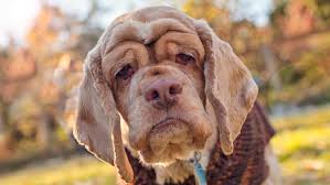 We focus on educating the public and changing one heart at a time. Old Dog Haven Rescues Senior Dogs Covers Vet Bills For Life