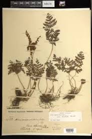 Image result for Anemia angolensis