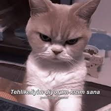 Princess Adli Kullanicinin Yes Canisi Panosundaki Pin 2020 Komik Kedi Resimleri Komik Tumblr Komik Kediler