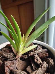 Image result for Podangis