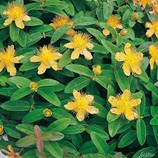 Immergrunes Johanniskraut Hypericum Calycinum Johanniskraut Pflanzen Immergrune Pflanzen
