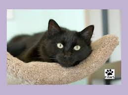 Maybe you would like to learn more about one of these? Charming Pet Rescue Ct Petslover